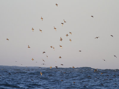 Sooty shearwater (Puffinus griseus) grlira