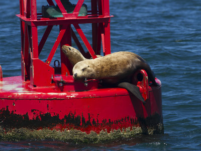 Steller sea lion (Eumetopias jubatus) Stellers sjlejon