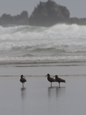 Black Oystercatcher (Haematopus bachmani) Klippstrandskata