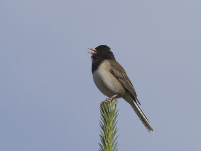 Dark-eyed Junco (Junco hyemalis) Mrkgd junco