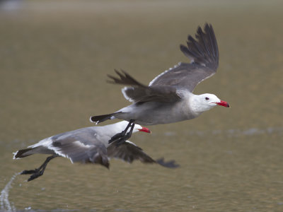 Heermanns gull (Larus heermanni) Vithuvad ms