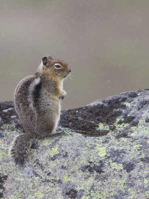 Cascade golden-mantled ground squirrel (Callospermophilus saturatus)