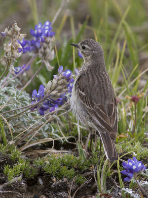 American pipit (Anthus rubescens) Hedpiplrka