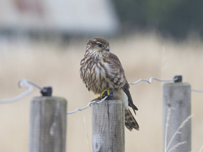 Stenfalk (Falco columbarius) Merlin