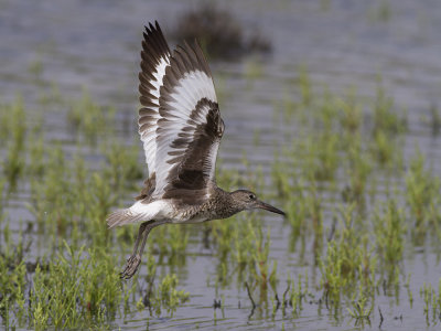 Willet (Tringa semipalmata) Willetsnppa