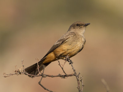 Say's Phoebe (Sayornis says) Rdbrun fibi