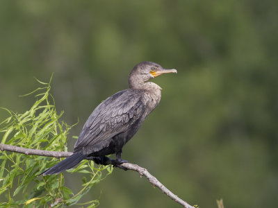 Neotropic cormorant (Phalacrocorax brasilianus) Amazonskarv	