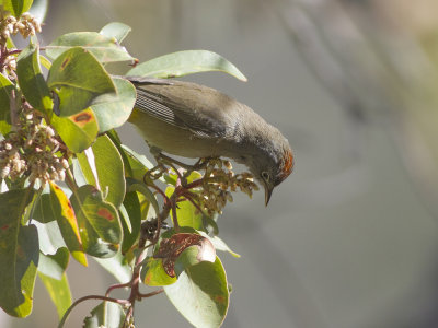 Colima Warbler (Leiothlypis crissalis) Colimaskogssngare