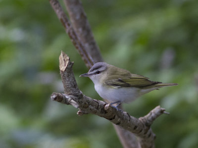 Red-eyed Vireo (Vireo olivaceus) Rödögd vireo