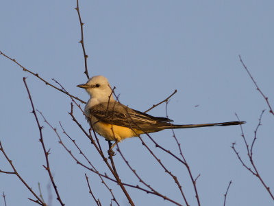 Scissor-tailed Flycatcher (Tyrannus forficatus) Saxstjärtstyrann