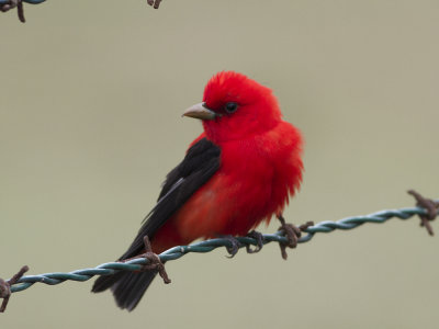 Scarlet Tanager (Piranga olivacea) Scharlakanstangara