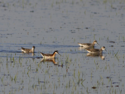 Wilson's Phalarope (Phalaropes tricolor) Wilsonsimsnäppa