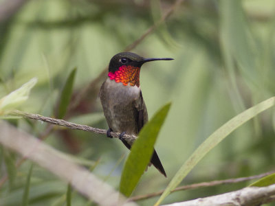 Ruby-throated Hummingbird (Archilochus colubrids) Rubinkolibri