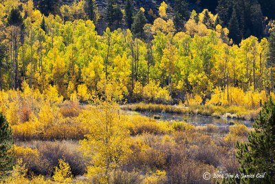 Aspen, Provo River, Uinta Mtns, UT