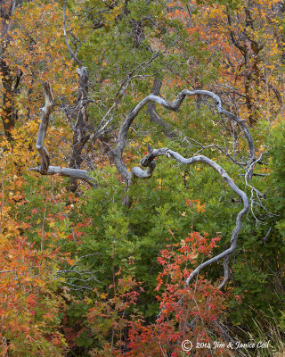 Shepard Creek maples, Farmington, UT