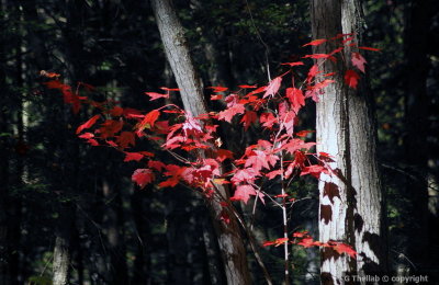 Fall Colors -  Couleurs d'automne