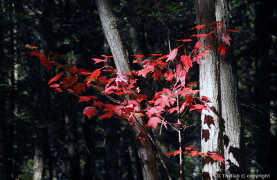 image_11.jpg