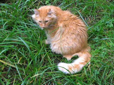 Beany in Grass
