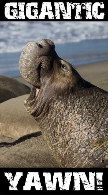 Elephant Seal Yawning