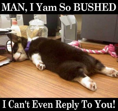 Bushed Dog LOL