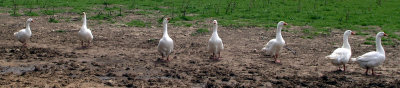 Line of Angry Geese