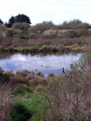 Floating Marsh Pond