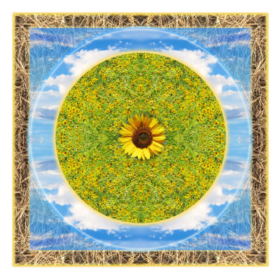 Sunflower Eye Mandala