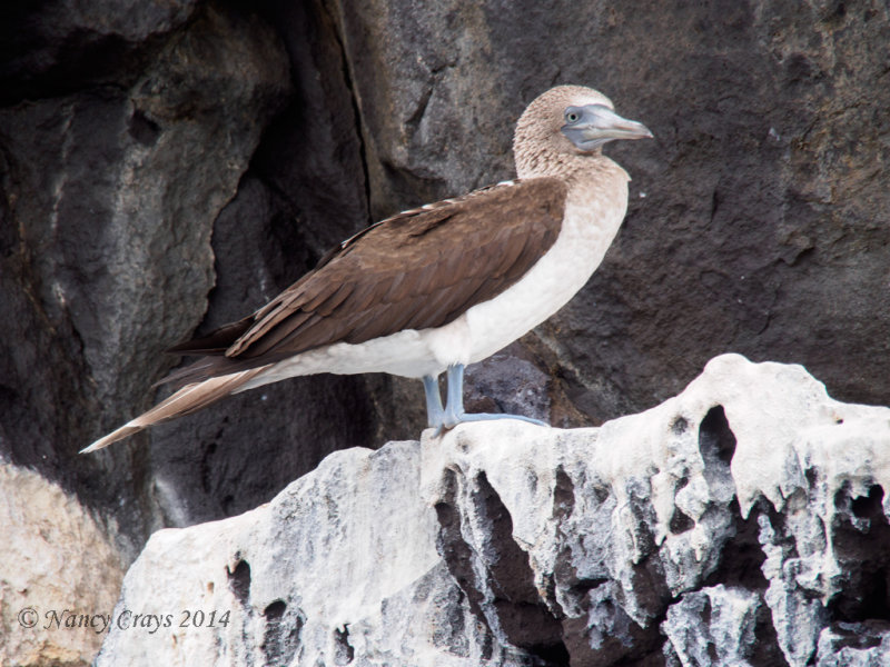 Blue-Footed Booby on Coast of Santiago Island