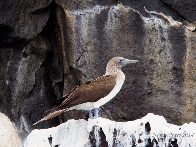 Blue-Footed Booby on Coast of Santiago Island