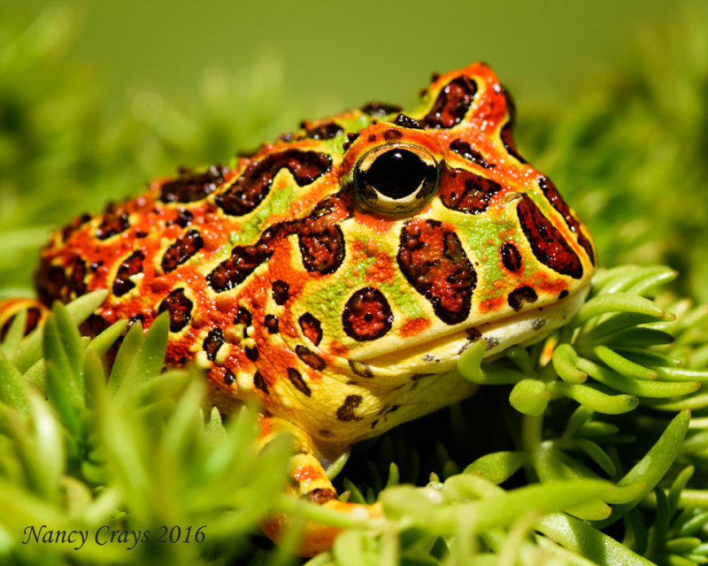 High Red Ornate Pacman Frog DSC4329 