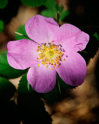 Wild Flower in Spearfish Canyon