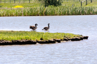 Ducks at Ucross Ranch