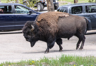 Bison in a Yellowstone Parking Lot Rubbing Off Its Winter Coat on a Tree Trunk