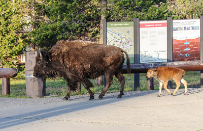 Mother and Baby Bison Behind Hotel