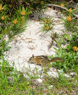 Chipmunk in Yellowstone National Park