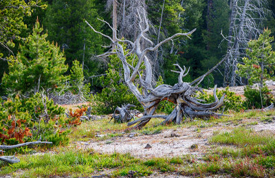 Dead Tree in Yellowstone National Park