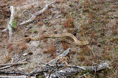 Snake at Mammoth Hot Springs in Yellowstone National Park