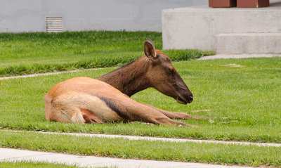 Elk Laying in a Yard at Mammoth Hot Springs in Yellowstone