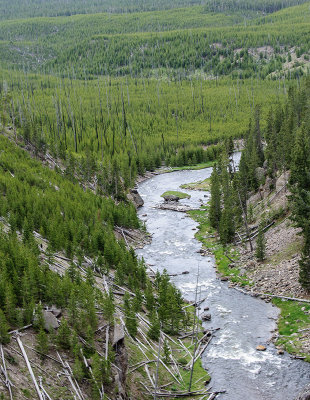 Gibbon Falls Area in Yellowstone National Park