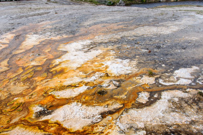 Geothermal Feature in Upper Basin  of Yellowstone National Park