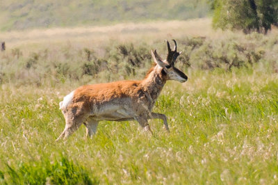 Pronghorn Antelope Seen on Wildlife Safari