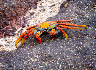 Sally Lightfoot Crab on Santa Cruz Island