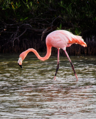 Flamingo in a Lagoon on Santa Cruz Island