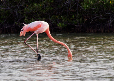 Flamingo in Lagoon on Santa Cruz Island
