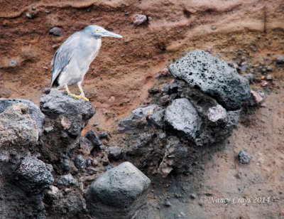 Lava Heron on Santiago Island