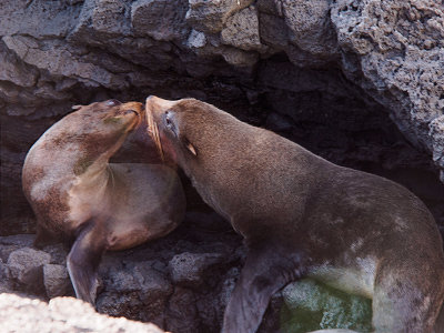 Sea Lions Kissing