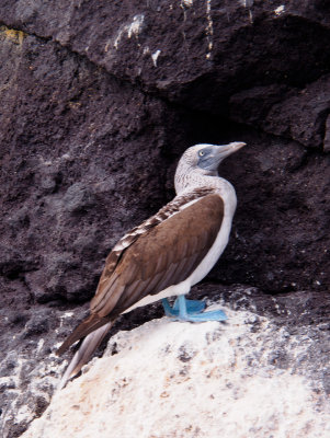 Blue_Footed Booby on the Coast of Santiago Island
