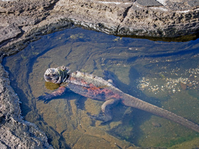 Iguana in Water along the Coast of Santiago Island