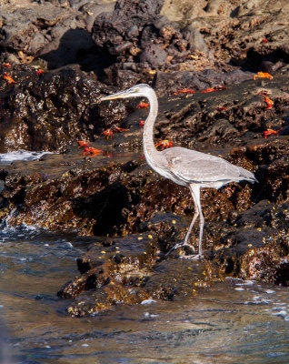 Heron and Sally Lightfoot Crabs on Island of Bartolome