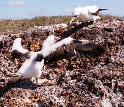 Baby Nazca Booby Fighting